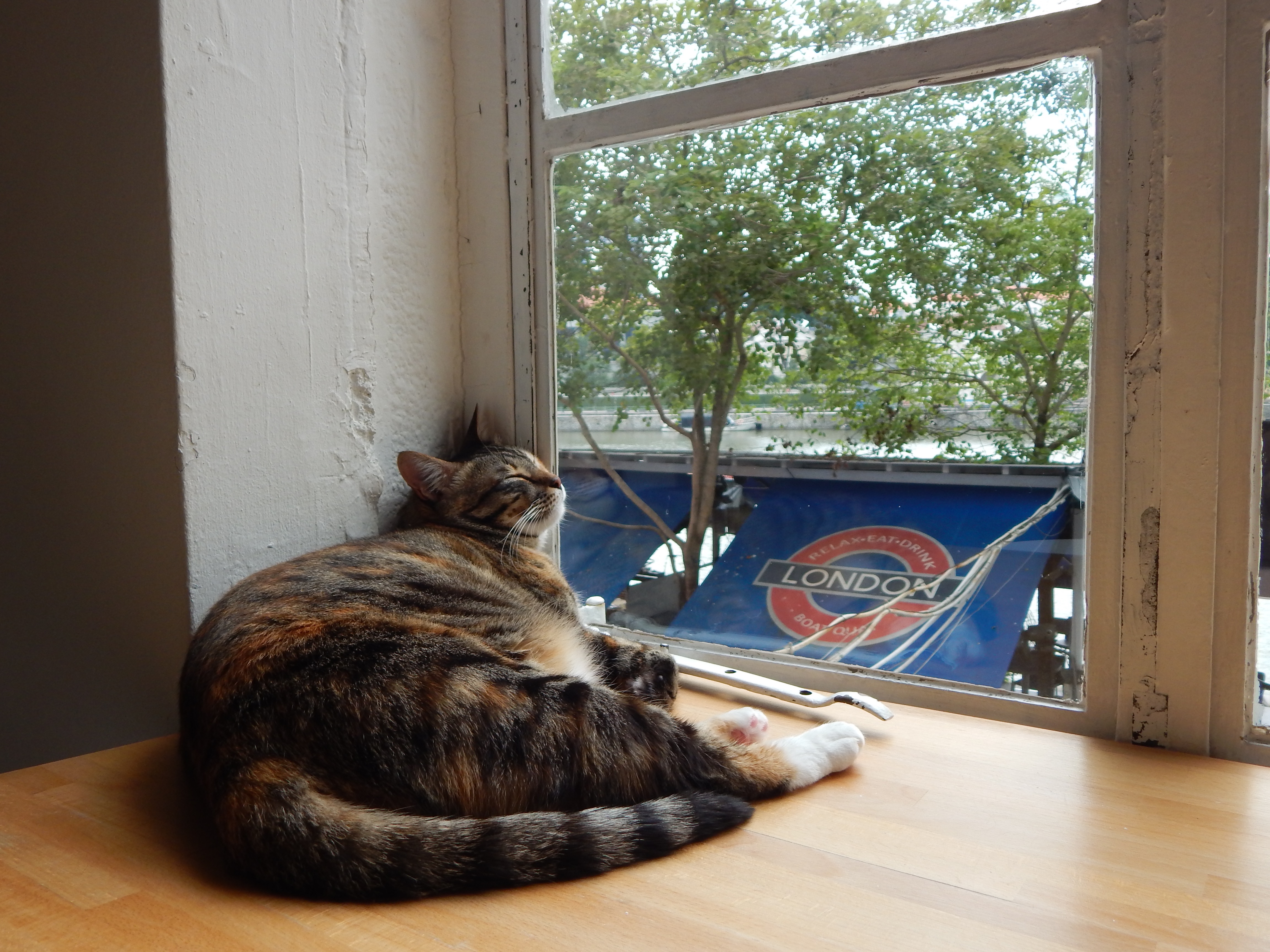 Neko no Niwa: Singapore Cat Cafe