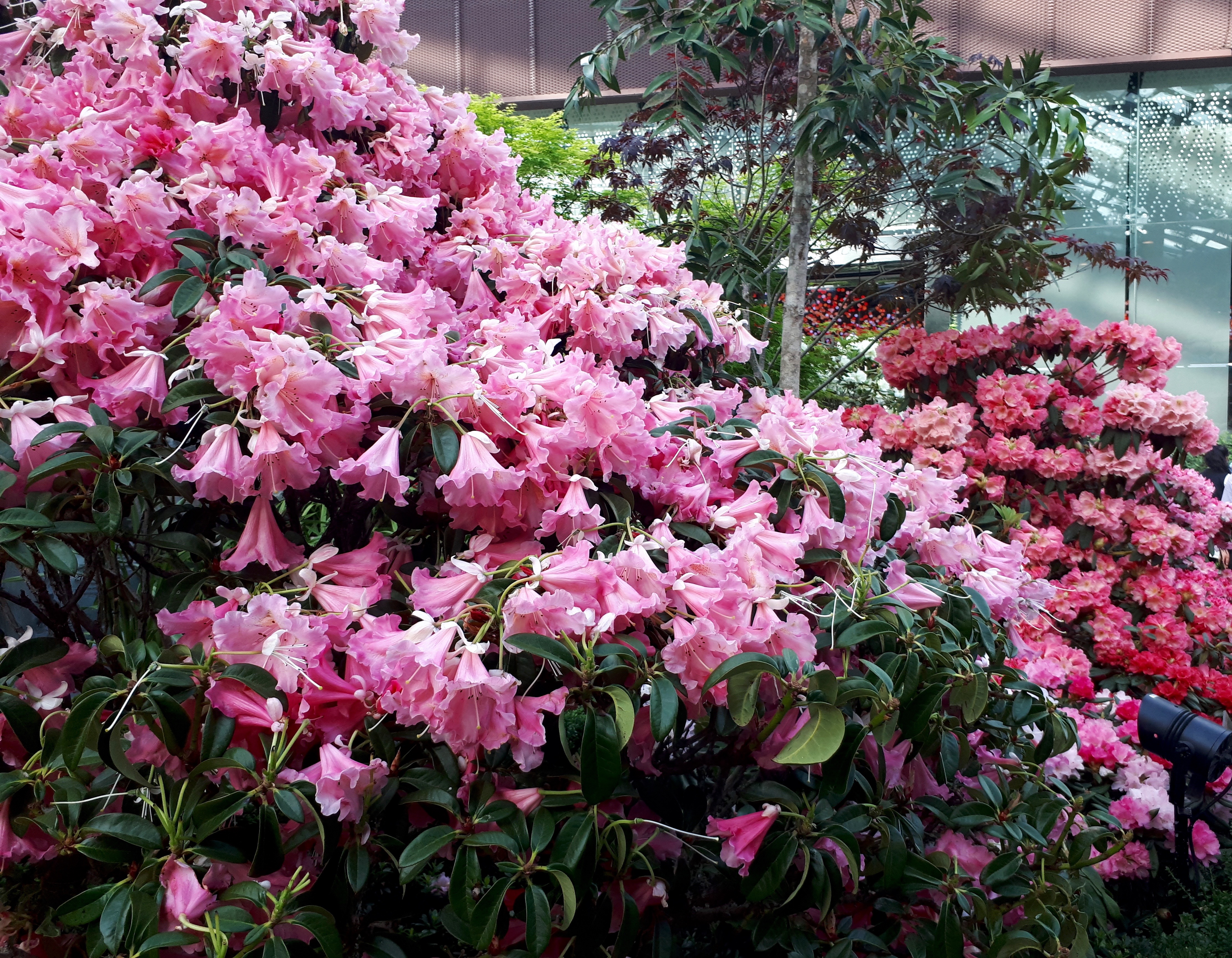 Gardens by the Bay: Rhododendron Radiance